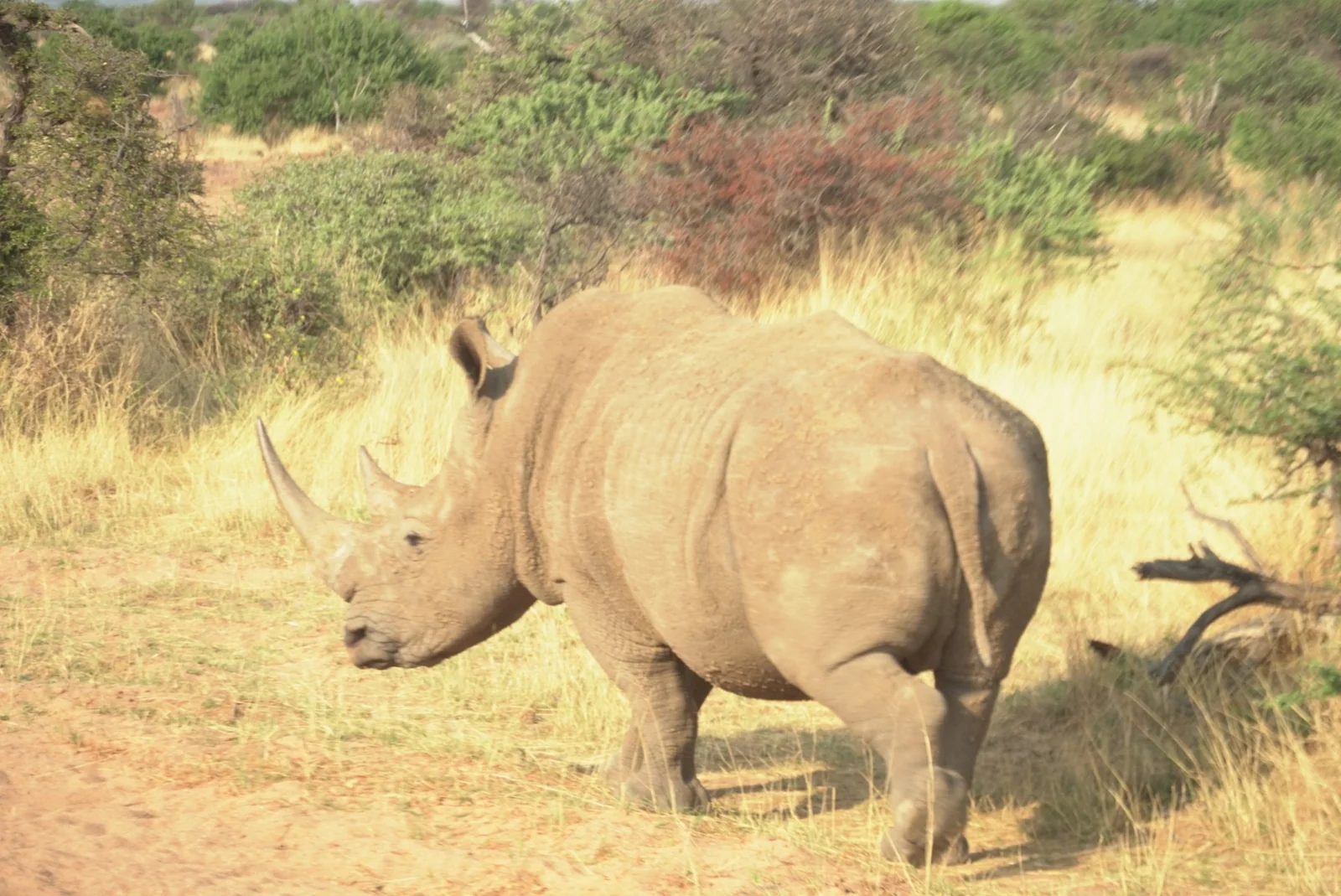 Neushoorn in het landschap